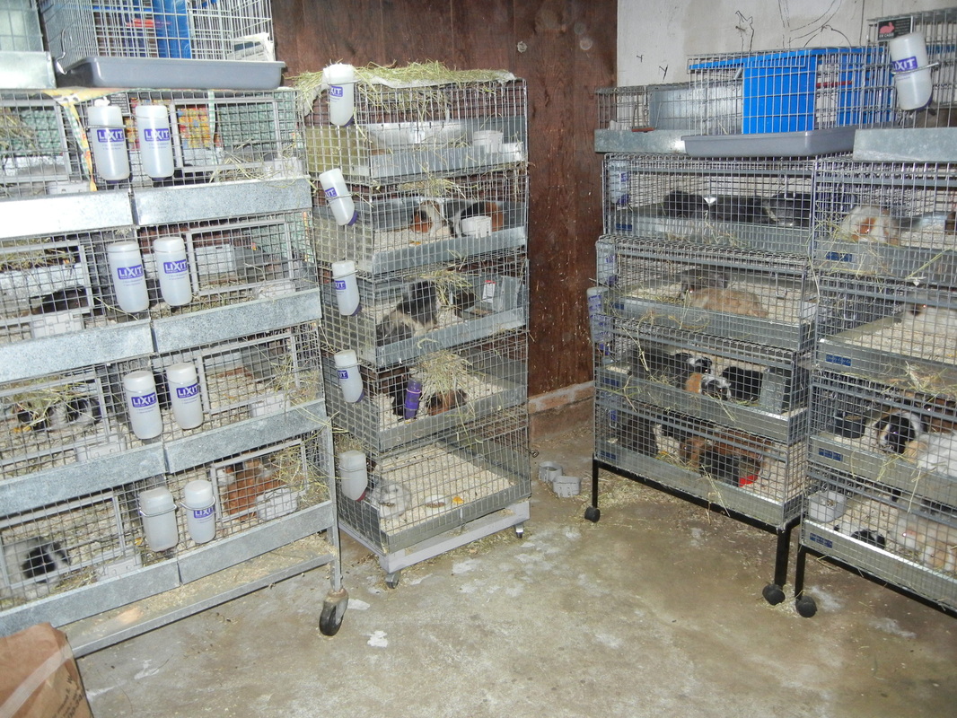 kw rabbit cages